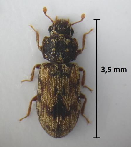 Réf. 199 546 : Synchita undata