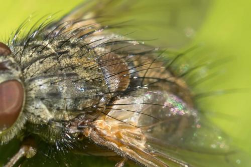 Phryno vetula