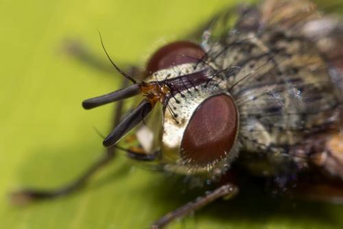 Phryno vetula