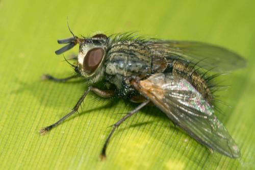 Phryno vetula
