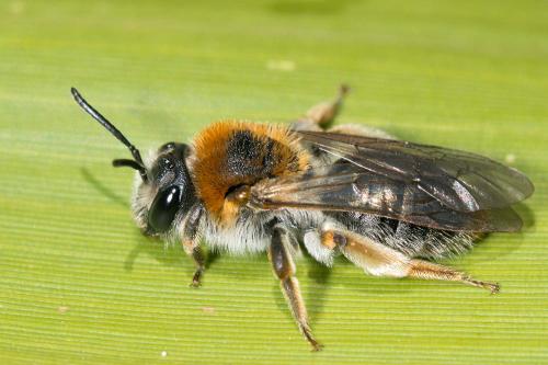 Andrena haemorrhoa
