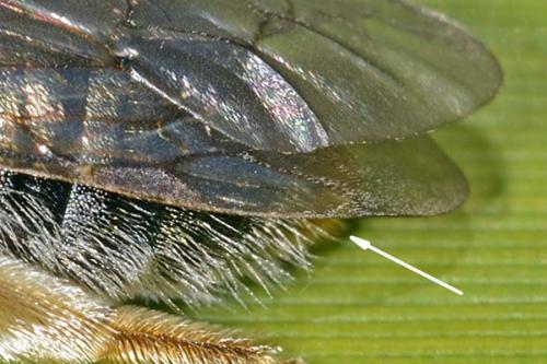 Andrena haemorrhoa