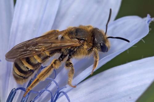 Réf. 199 217 : Halictus scabiosae