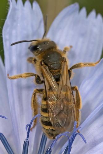 Réf. 199 218 : Halictus scabiosae