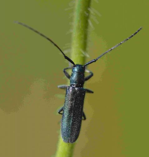 Réf. 199 365 : Agapanthia intermedia