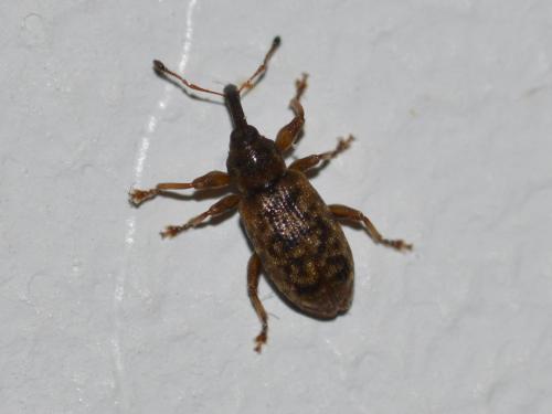 Réf. 199 917 : Dorytomus sp.