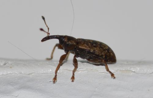 Réf. 199 918 : Dorytomus sp.