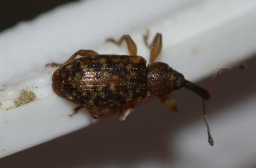Dorytomus sp.
