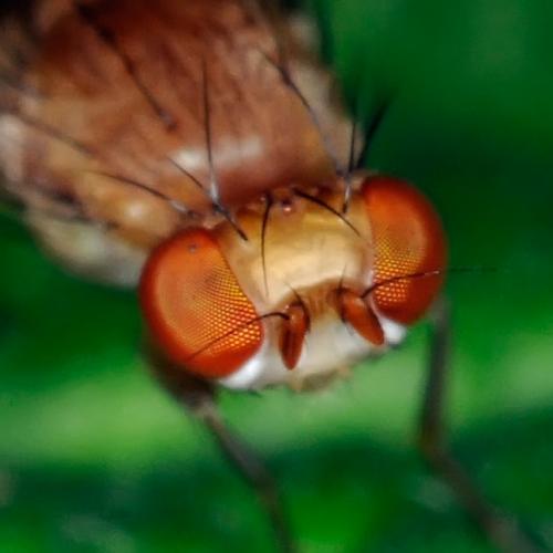 Opomyza florum