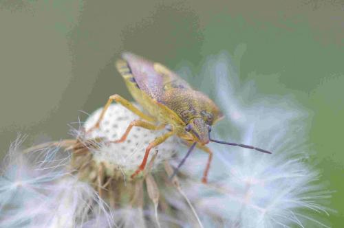 Carpocoris purpureipennis