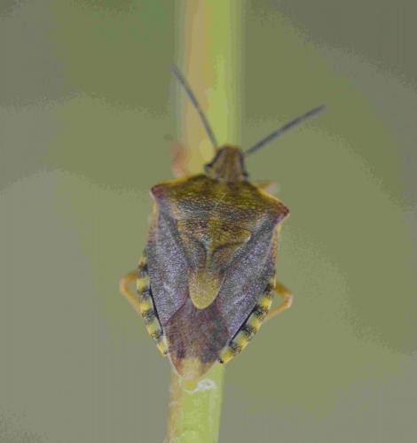 Carpocoris purpureipennis