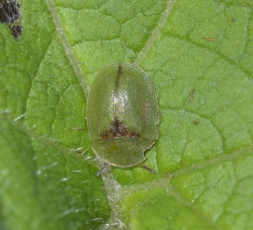 Réf. 199 848 : Cassida sp.
