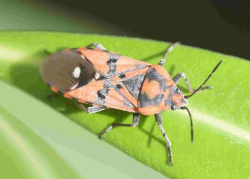 Réf. 199 214 : Spilostethus pandurus
