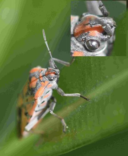 Réf. 199 215 : Spilostethus pandurus