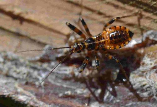 Rhynocoris sp.