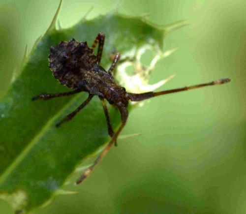 Réf. 199 653 : Coreus marginatus