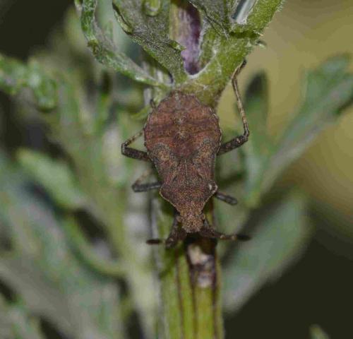 Réf. 199 649 : Coreus marginatus