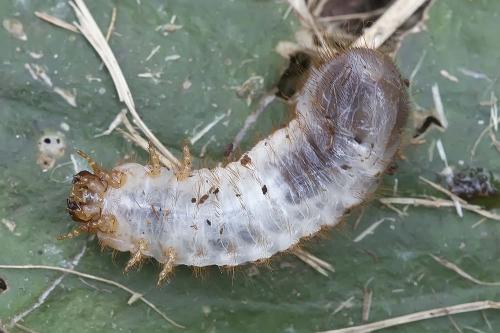 Cetoniinae
