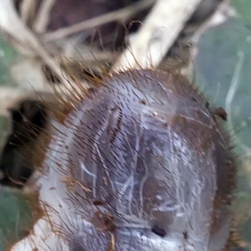 Cetoniinae