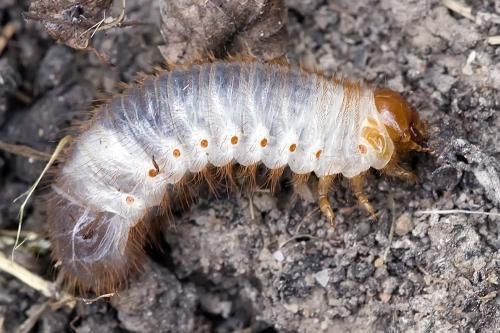 Cetoniinae