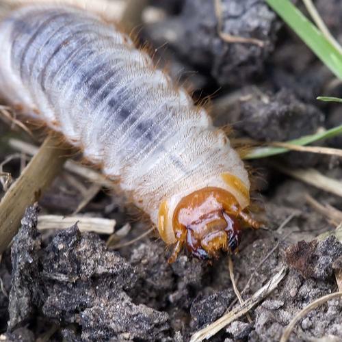 Réf. 199 572 : Cetoniinae inconnu