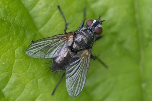 Réf. 199 407 : Macquartia sp.