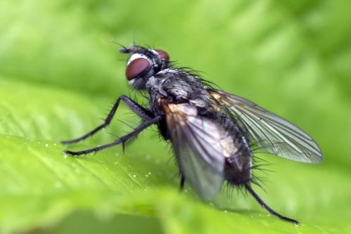 Réf. 199 408 : Macquartia sp.