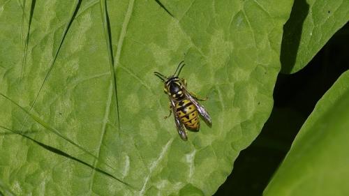 Vespinae