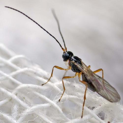 Réf. 199 306 : Aphaereta sp.