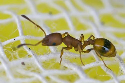 Temnothorax unifasciatus