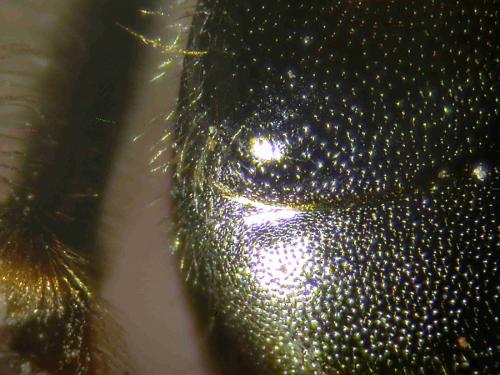 Andrena chrysosceles