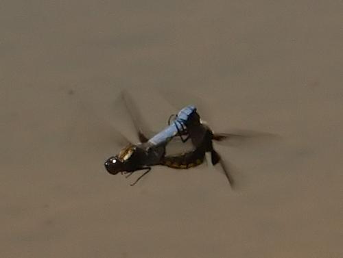 Libellula depressa
