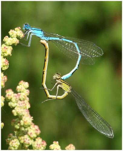 Enallagma cyathigerum