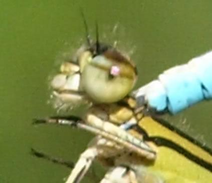 Enallagma cyathigerum
