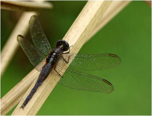 Réf. 199 289 : Acisoma variegatum