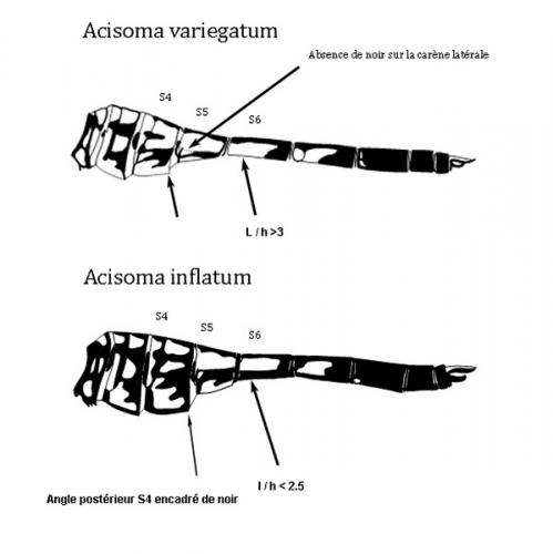 Acisoma divers