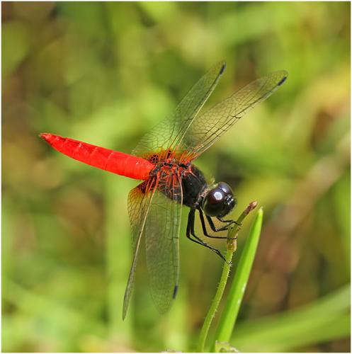Aethriamanta brevipennis