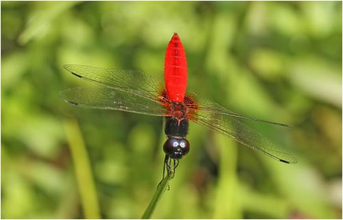 Aethriamanta brevipennis