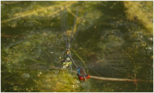 Erythromma viridulum