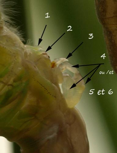 Anax imperator