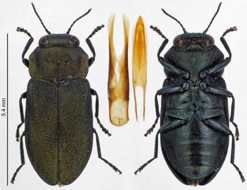 Réf. 199 262 : Anthaxia quadripunctata
