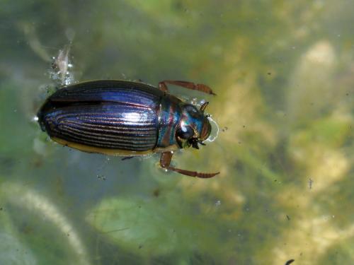 Aulonogyrus striatus
