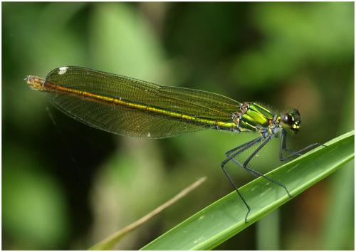 Calopteryx splendens