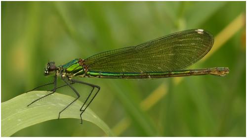 Calopteryx sp.