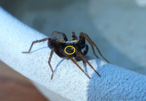 Pardosa sp.
