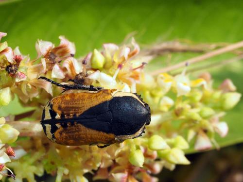 Phonotaenia aequinoctialis