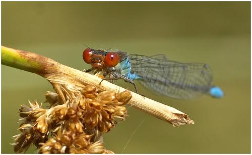 Erythromma viridulum