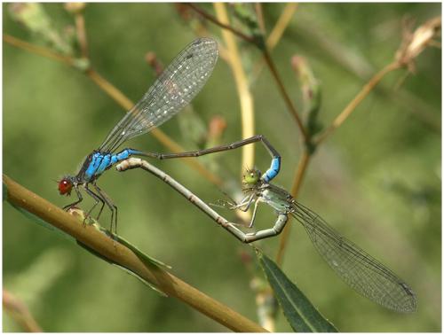 Réf. 199 719 : Erythromma viridulum