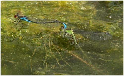 Erythromma viridulum
