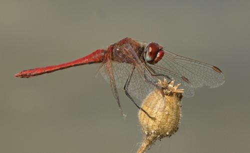 Réf. 199 727 : Sympetrum fonscolombii